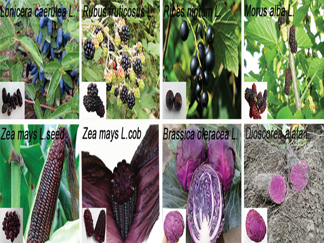 The pictures of eight highly pigmented plants.
