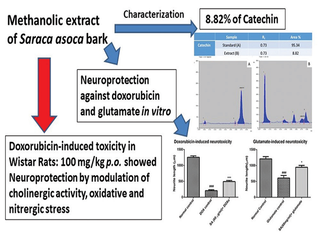 Graphical Abstract