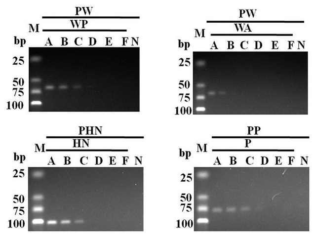  Sensitivity test for three specific primer sets