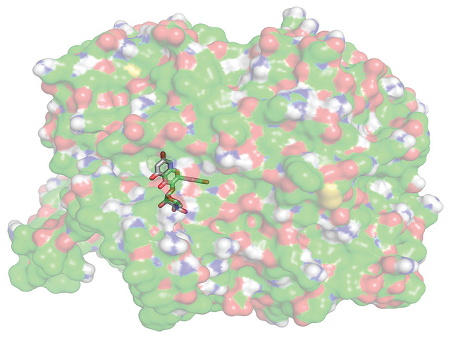  Surface view of cyclooxygenase-2 (Protein Data Bank ID: 4PH9)  with myricitrin in the binding site