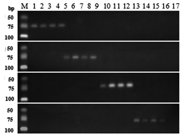  Analysis of four batches of self-made samples 