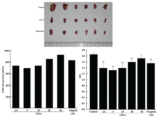  (a) Antitumor activity of CIS‑A in vivo. Note – Control: Negative control group; Catathelasma imperiale