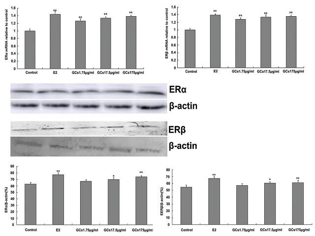  Effect of glycosides of Cistanches on estrogen receptors α and estrogen receptors β mRNA and protein expression in MCF-7 cells