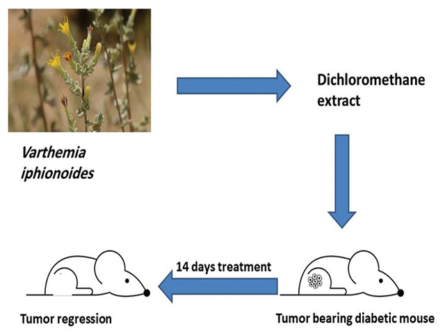  Hematoxylin and eosin staining of tumors