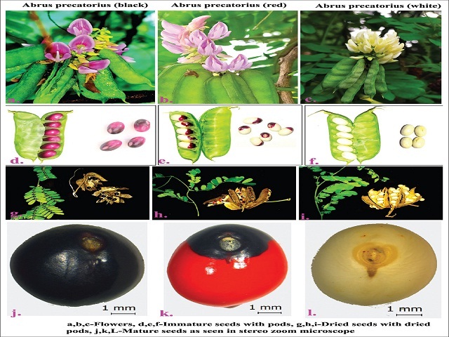 Comparative morphological characters of Abrus precatorius