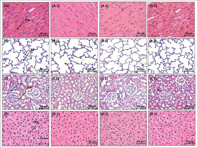 Histopathological observations of vital organs. Control mice injected with only saline and all treated organs showing normal tissue patterns