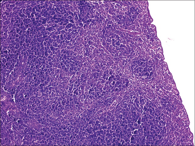 Histopathology of spleen of Swiss albino mice in control group  receiving vehicle at 12th day