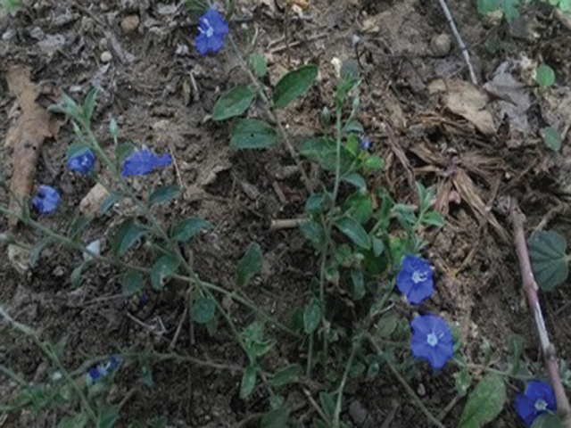 Habitat of Evolvulus alsinoides  (Linn.) at Sathyamangalam  Ghats
