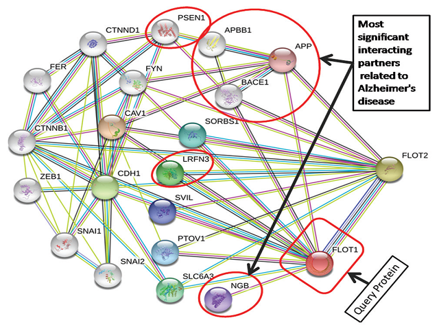 Protein–protein interaction network of flotillin-1 predicted by  STRING database