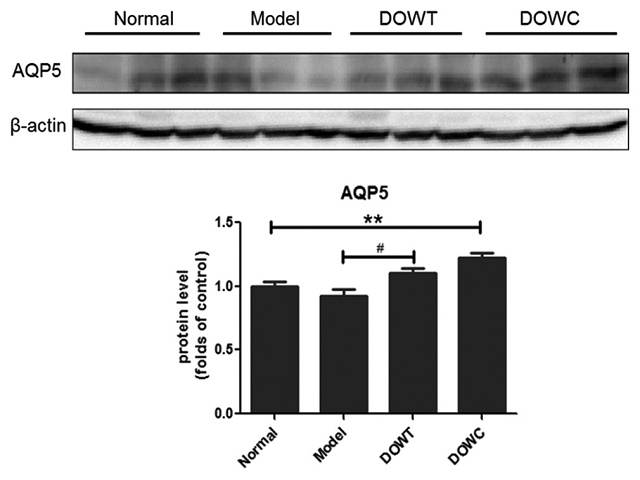  Water extract of Dendrobium officinale Kimura et Migo promoted  AQP5 expression in lacrimal gland