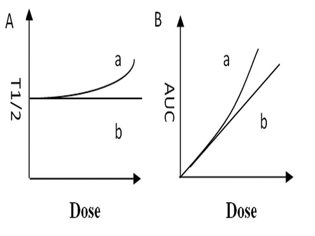  The relationship between the dose of gastrodin and half-life  period/area under the curve