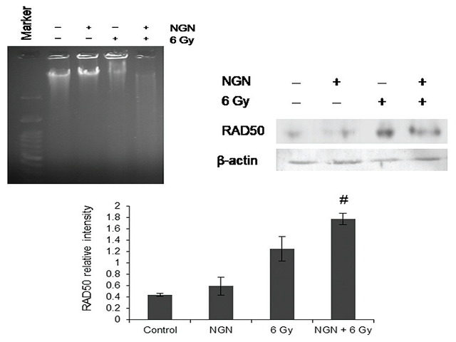  Naringenin and DNA damage. (a) naringenin in combination  with radiation promotes DNA degradation
