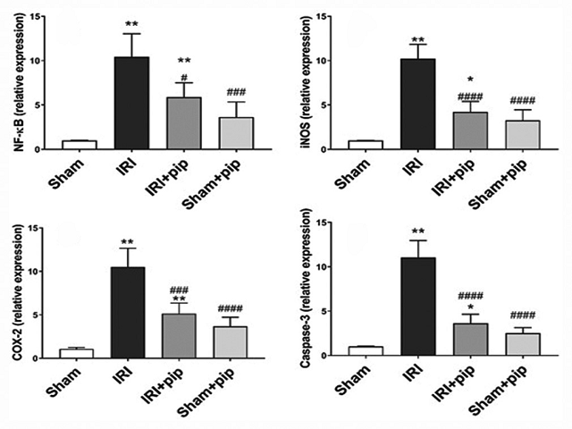  Effect of piperine on the expression of renal nuclear factor-kappa