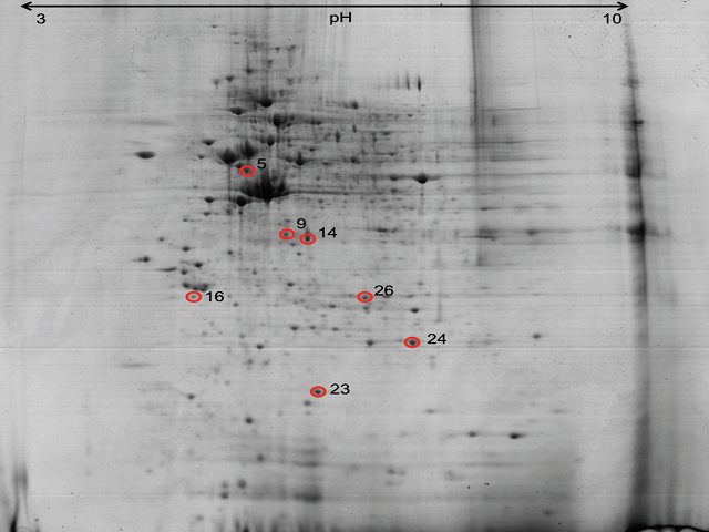 Reference proteome map of HEK-Blue™4  cells treated with  Clinacanthus nutans leaf polar extract