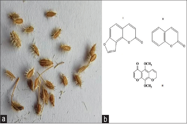 Ammimajus L. fruits (a) and chemical structure of furanocoumarin  (i), coumarin (ii), and khellin (iii)
