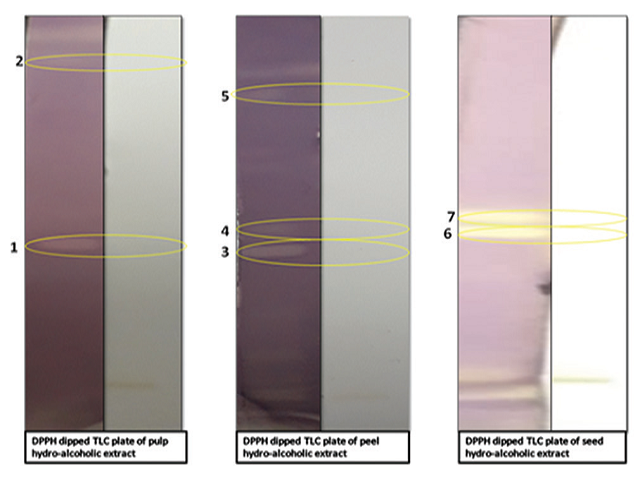 Yellow bands on 2,2‑diphenyl‑1‑picrylhydrazyl dipped thin layer chromatography plates of seed (1, 2), peel (3, 4 and 5) and pulp (6, 7) extracts, indicating the 2,2‑diphenyl‑1‑picrylhydrazyl scavenging activity