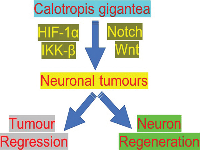 Pharmacognosy and Pharmacology of Calotropis gigantea for Discovery of Anticancer Therapeutics