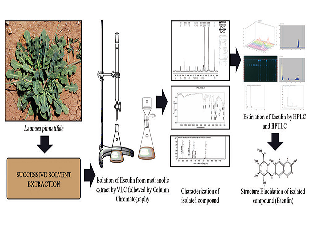 Isolation, Characterization, and Chromatographic Estimation of Esculin: A Potential Fluorescent Marker from Launaea pinnatifida Cass