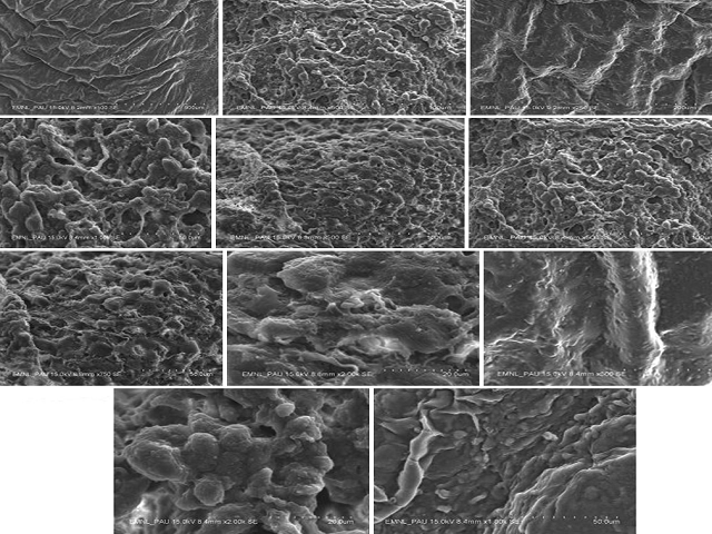 Scanning electronic microscopy of heart tissue in different groups