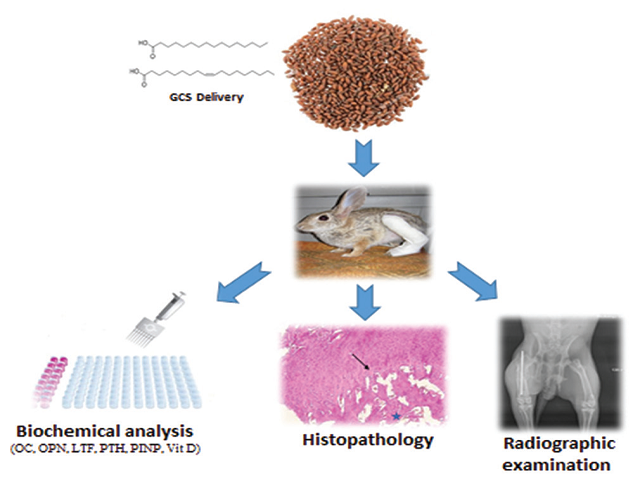 Garden Cress (Lepidium sativum L.) Seeds Enhancing Osteogenesis Postinduced‑Bone Fracture