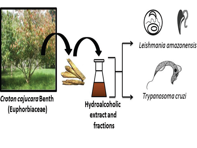 Antitrypanosomal and Antileishmanial Effects of the Hydroalcoholic Extract of Croton cajucara Benth and its 19‑nor‑Clerodane Chromatographic Fractions