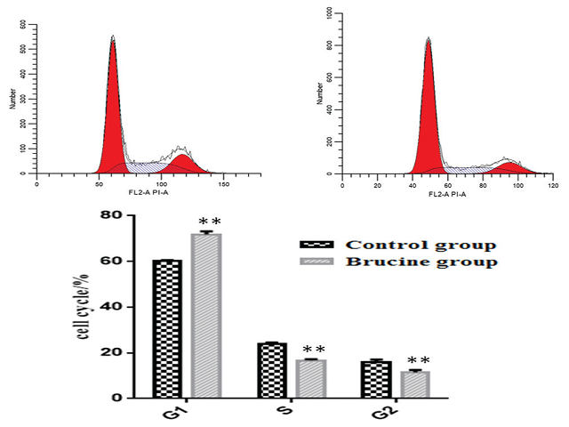 Schematic representation of cell cycle distribution in cells treated with brucine for 48 h.
