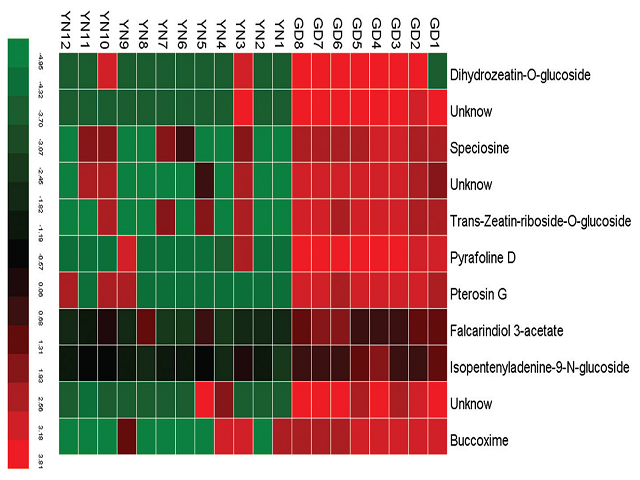 Heat map presentation of the differential metabolites found between the samples from Guangdong and Yunnan. YN1 to YN 12 obtained from Yunnan province, GD1 to GD8 obtained from Guangdong province