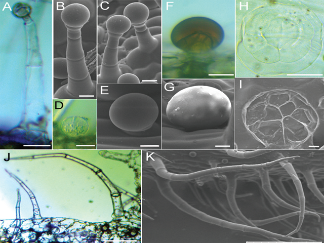 Trichomes of Coleus forskohlii: Morphology and Volatile Compounds