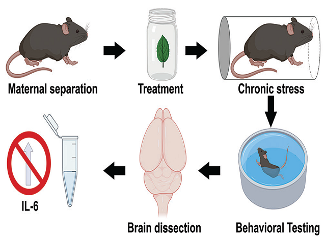 Antidepressant Effect of Buddleja cordata Methanolic Extract in Chronic Stress Mouse Model