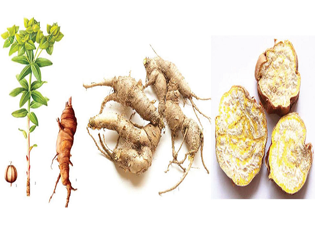 Euphorbia fischeriana Steud. and its dried root