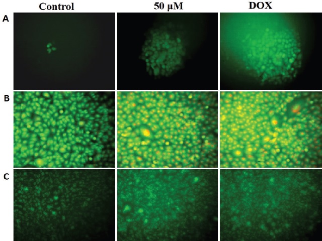 Effect of tomentosin on apoptosis induction in MCF‑7 breast carcinoma cell lines.