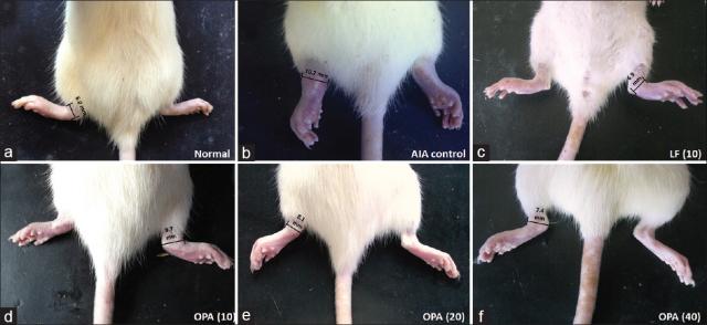 Ameliorative efficacy of oxypaeoniflorin, a traditional Chinese medicine monomer against adjuvant-induced arthritic inflammation and pain