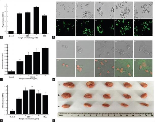 Structure identification and biological activities of a new polysaccharide isolated from Lyophyllum decastes (Fr.) Sing