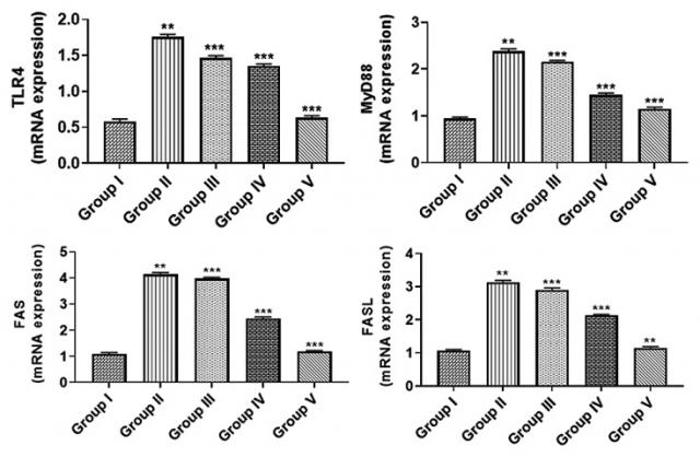 Syringin protects against cerebral ischemia and reperfusion injury via suppression of inflammatory mediators and toll-like receptor/MyD88 signaling pathway in rats