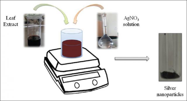 Diagrammatic representation of extract-mediated synthesis of silver nanoparticles