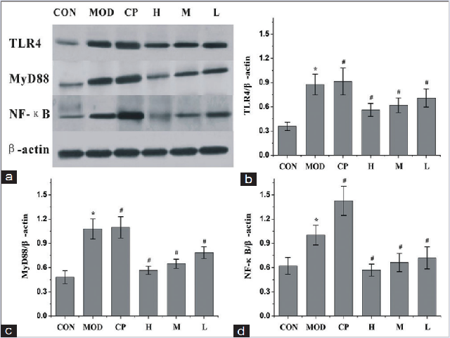 Effects of JRFs on the expression of toll-like receptor 4