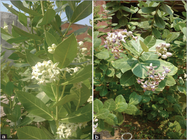 Calotropis gigantea plant:  (a) white flower variant;  (b) purple  flower variant