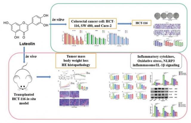Luteolin suppressed growth of colon tumor via inflammation, oxidative stress, and NLRP3/IL-1β signal axis