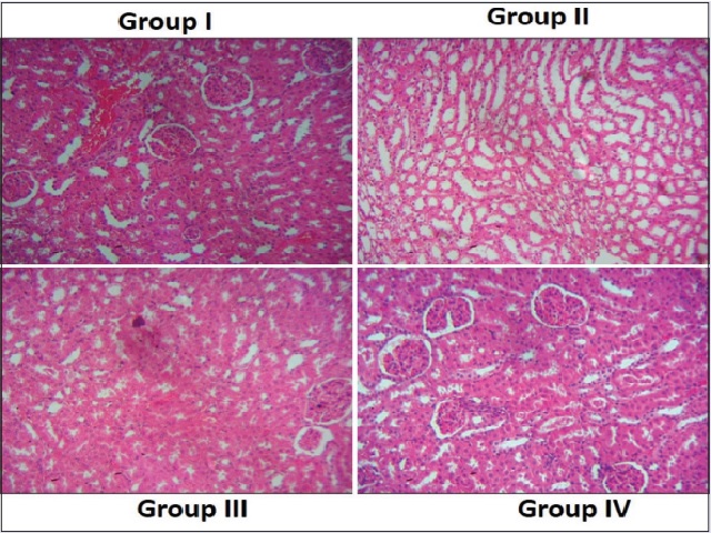 Effect of escin on the renal histopathology of hyperoxaluric  animals