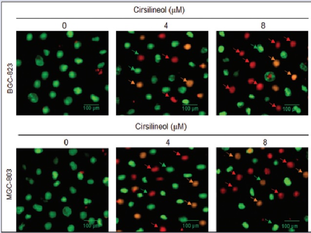 Cirsilineol induced apoptosis in gastric cancer cells in vitro