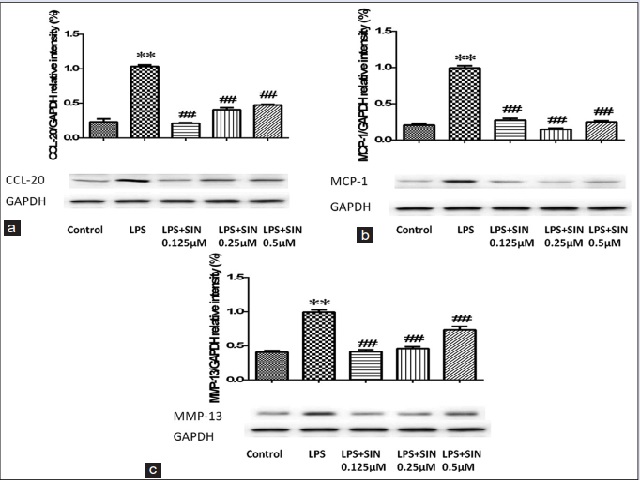  Determination effect of SIN on chemokines and metalloproteinases using Western blot analysis and normalized to GAPDH