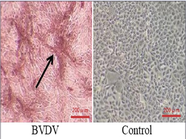 BVDV TCID50 determination by IPMA