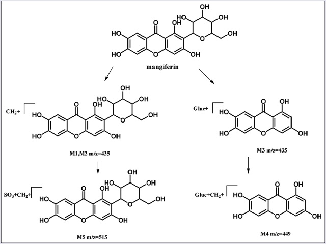 Possible metabolic pathways of mangiferin