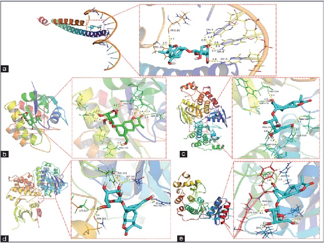 The docking results of LB with CREB (a), Ras (b), Raf (c), ERK1 (d), and RRK2 (e) by 3-D mode, respectively