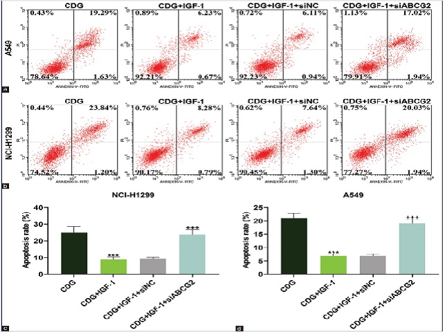Combination of Vinorelbine with oxaliplatin promoted NSCLC cell apoptosis 