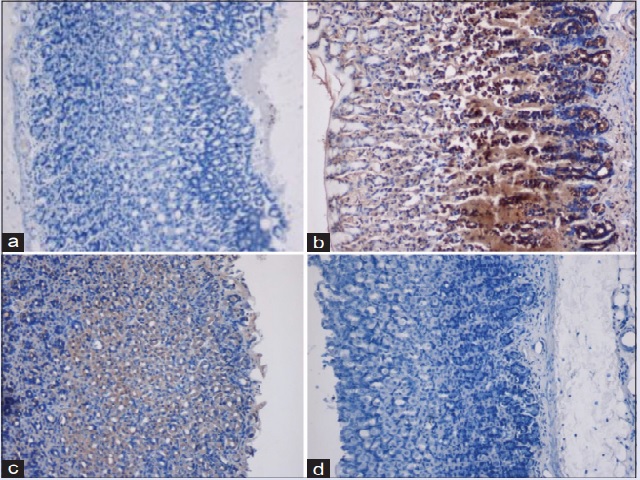 Bax staining in immunohistochemically stained gastric tissues