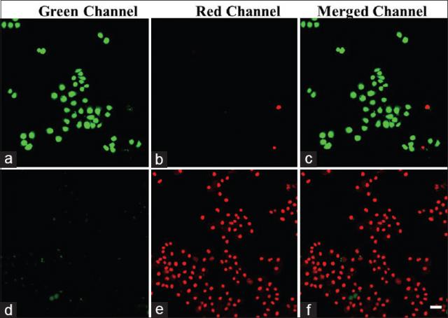 Live/dead cell images of RAW264.7 cells