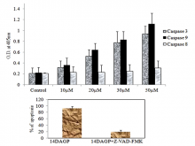Caspase activity assay after compound  (1) treatment