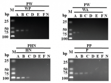  Sensitivity test for three specific primer sets