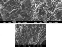  SEM image of Andrographis echioides  (L.) Nees whole plant  sample